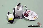 Active Media Penguin USB Drive